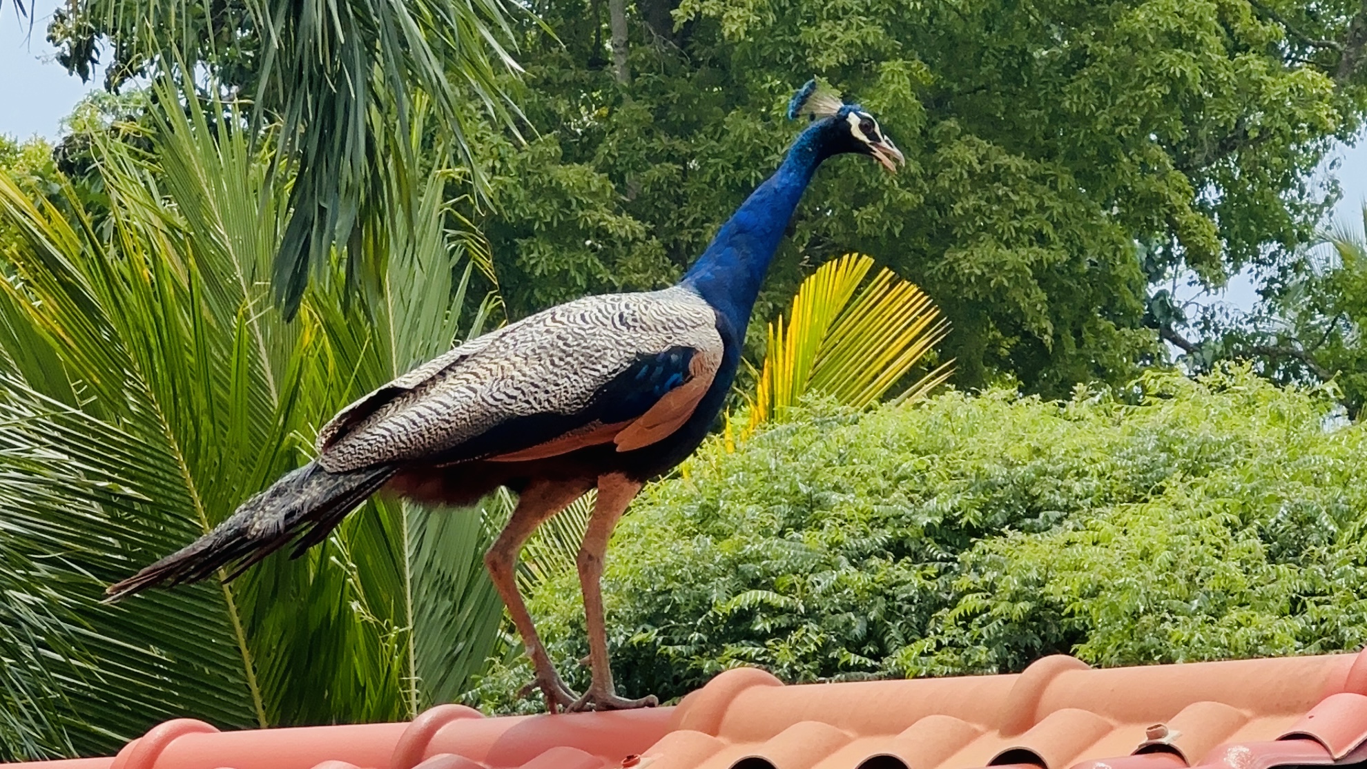 A image of Ceylon's House hotel in Hikkaduwa, Sri Lanka.